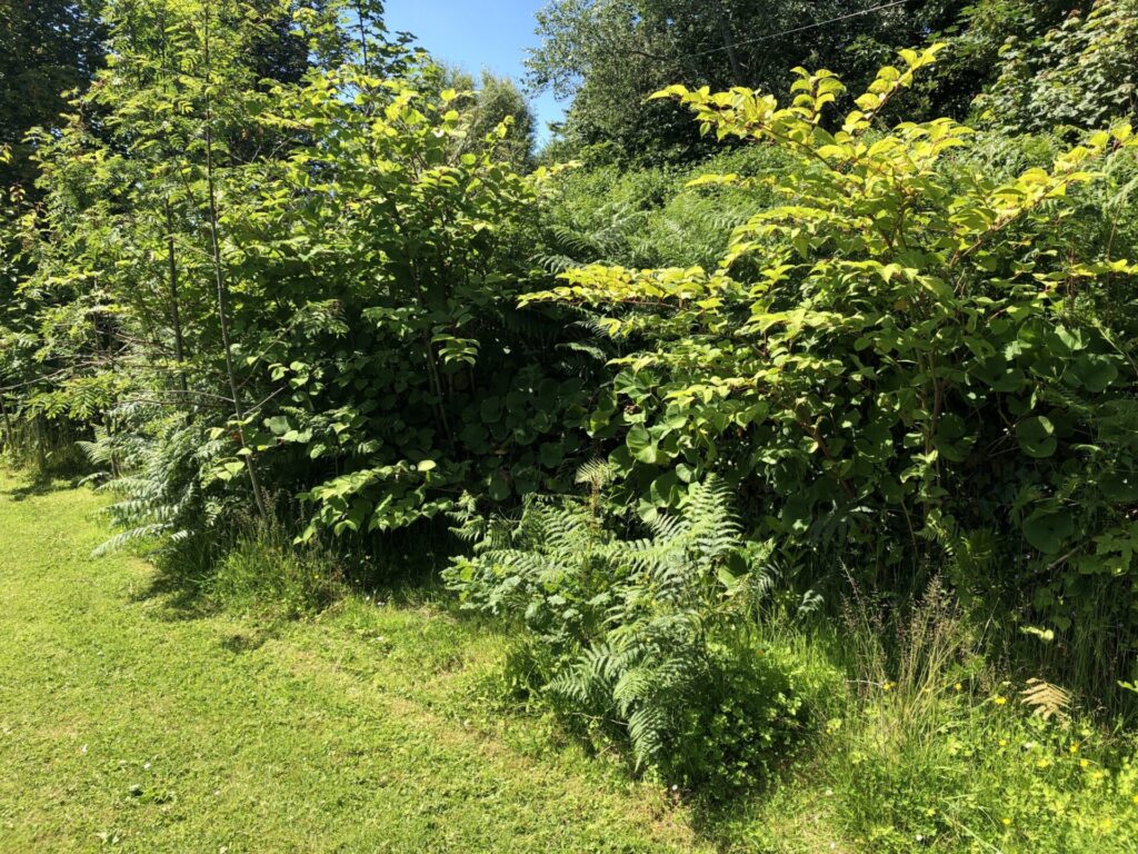 japanese knotweed removal hedgerow