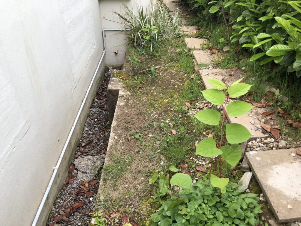 images of japanese knotweed