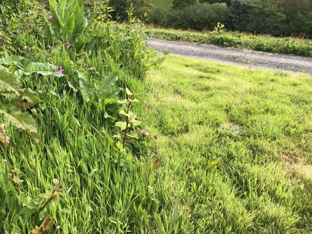 japanese knotweed photos identification somerset