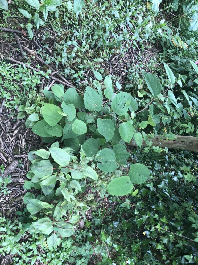 japanese knotweed photos