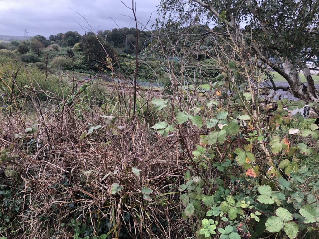 japanese knotweed removal