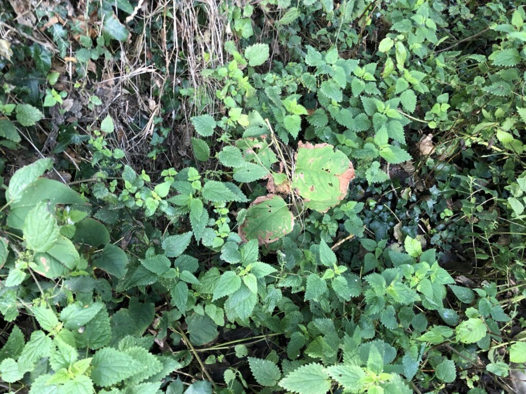 japanese knotweed removal