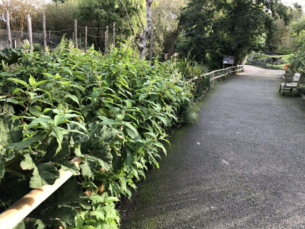 japanese knotweed removal