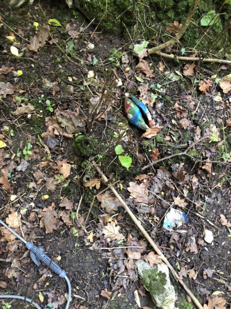 japanese knotweed removal