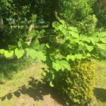 Hybrid Knotweed Surveys Bristol, Somerset
