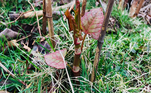Japanese knotweed in spring