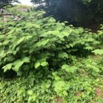 Japanese Knotweed Survey Bristol, Somerset