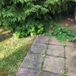 Japanese Knotweed Surveys Bristol, Somerset