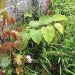 Japanese Knotweed Removal Bristol, Somerset UK