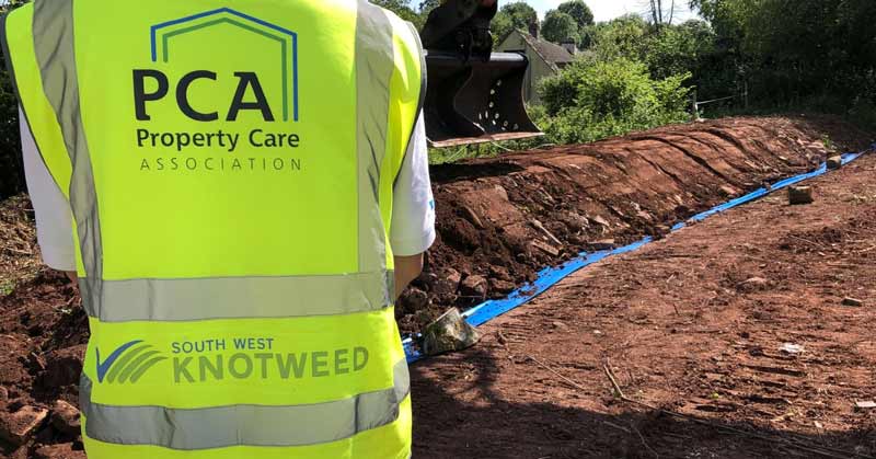 Japanese knotweed surveys