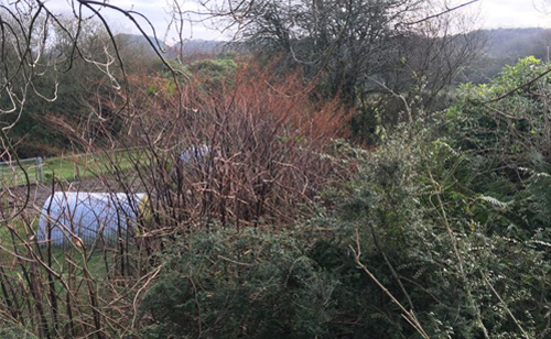 Identification of Japanese Knotweed in Winter