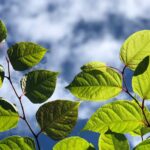 Japanese Knotweed Leaves
