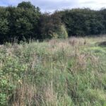 Cornwall Knotweed Removal