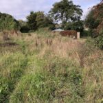 Cornwall Knotweed Removal