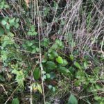 Cornwall Knotweed Removal