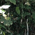 Cornwall Knotweed Removal