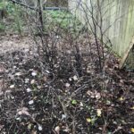 Cornwall Knotweed Removal