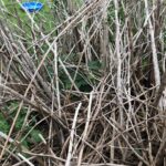 Cornwall Knotweed Removal