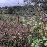 Cornwall Knotweed Removal