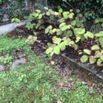 Cornwall Knotweed Removal
