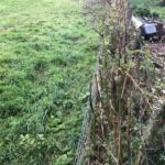 Cornwall Knotweed Removal