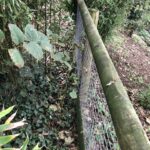 Cornwall Knotweed Removal