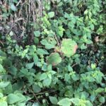 Cornwall Knotweed Removal