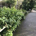 Cornwall Knotweed Removal