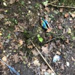 Cornwall Knotweed Removal