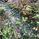 Cornwall Knotweed Removal
