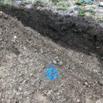 Cornwall Knotweed Removal