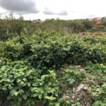 Cornwall Knotweed Removal