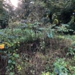 Cornwall Knotweed Removal