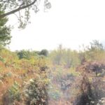 Cornwall Knotweed Removal