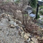 Cornwall Knotweed Removal