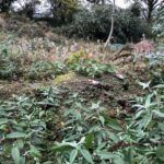 Cornwall Knotweed Removal