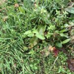 Cornwall Knotweed Removal
