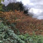 Cornwall Knotweed Removal