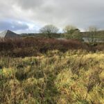 Cornwall Knotweed Removal