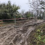 Japanese Knotweed Removal Cornwall