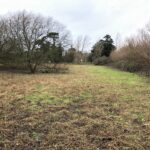 Japanese Knotweed Removal Cornwall