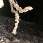 Japanese Knotweed Removal Cornwall