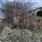 Japanese Knotweed Removal Cornwall