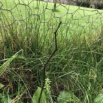 Japanese Knotweed Removal Cornwall