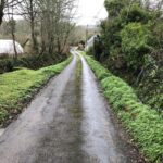 Japanese Knotweed Removal Cornwall