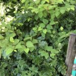Japanese Knotweed Removal Cornwall