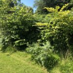 Japanese Knotweed Removal Cornwall