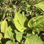 Japanese Knotweed Removal Cornwall