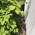 Japanese Knotweed Removal Cornwall