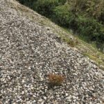 Cornwall Knotweed Removal